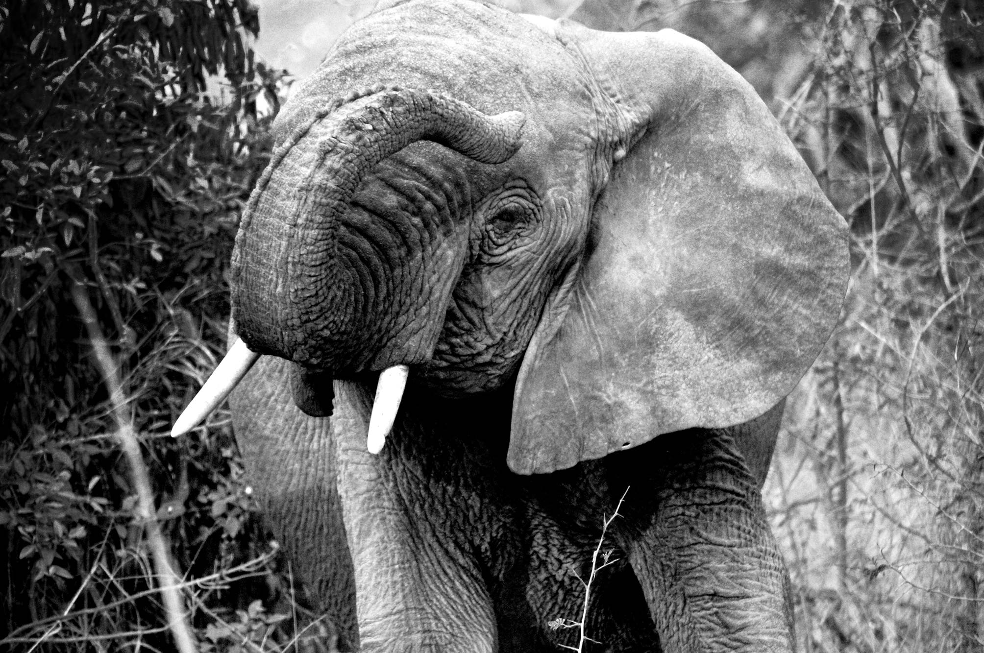 Uganda Young Elephant on Safari