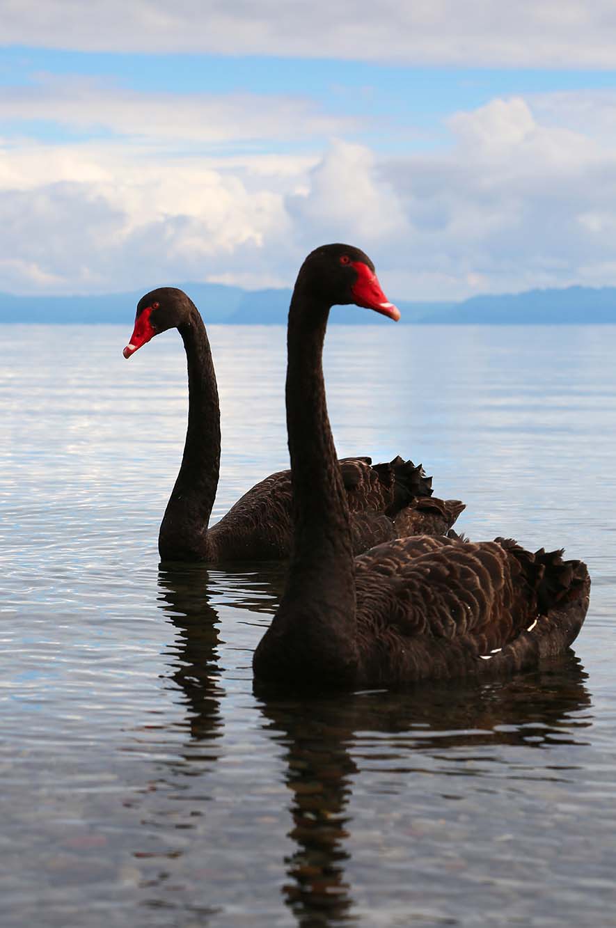 NZ-Swans